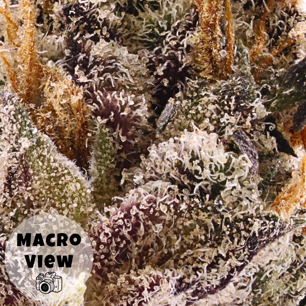 Lemon Slam • Sativa • Top Shelf Indoor Flower • 27% THCa - Image 3