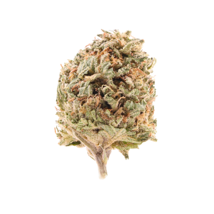 Black Piranha • Hybrid • Greenhouse Flower • 31.05% THCa