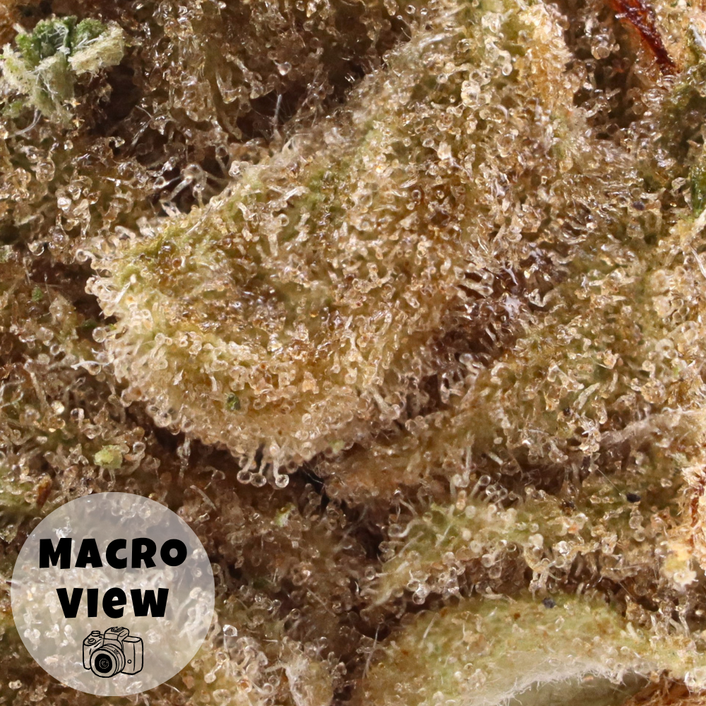 Lemon Gas Mask • Indica • Greenhouse Flower • 24.8% THCa - Image 3