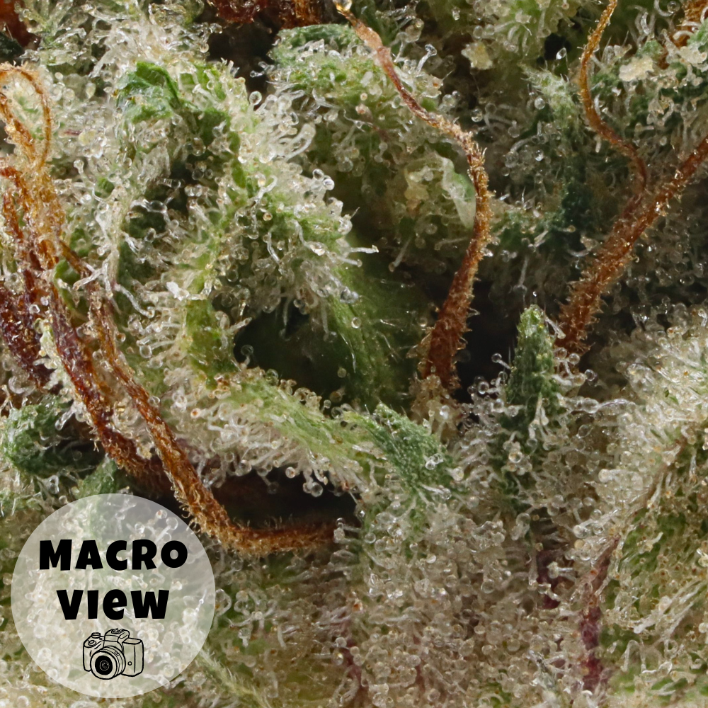 Blue Burst • Indica • Greenhouse Flower • 34.04% THCa - Image 3