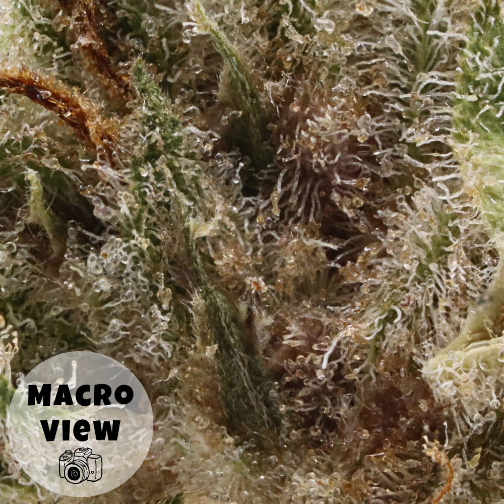 Tangerine Tree • Indica • Indoor Top Shelf Smalls • 30.86% THCa - Image 3