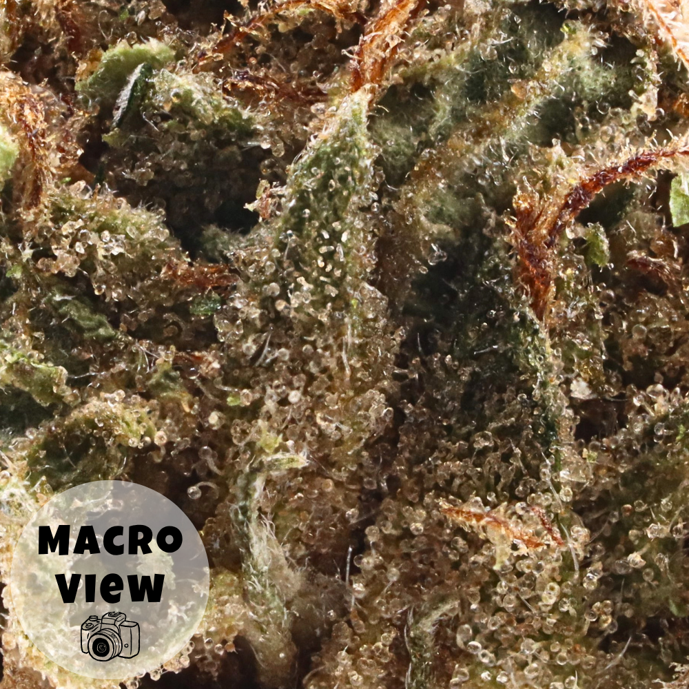 Pink Guava • Hybrid • Greenhouse Flower • 26.4% THCa - Image 3