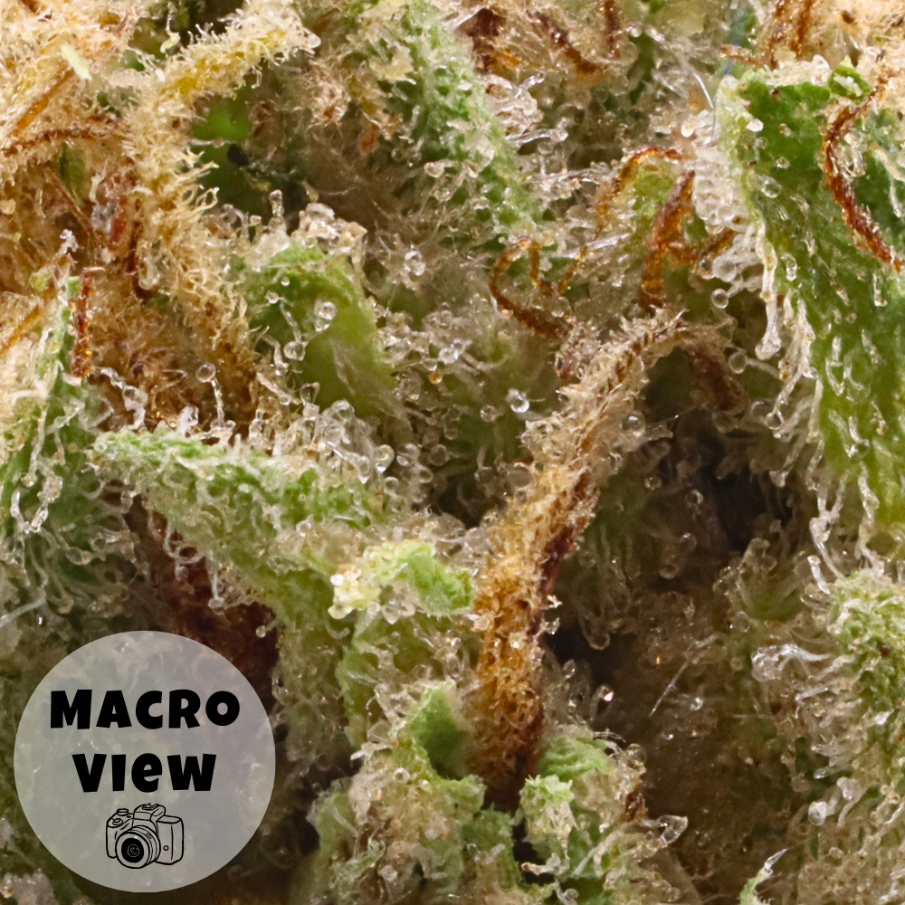 Slurry • Sativa • Greenhouse Smalls • 29.61% THCa - Image 3