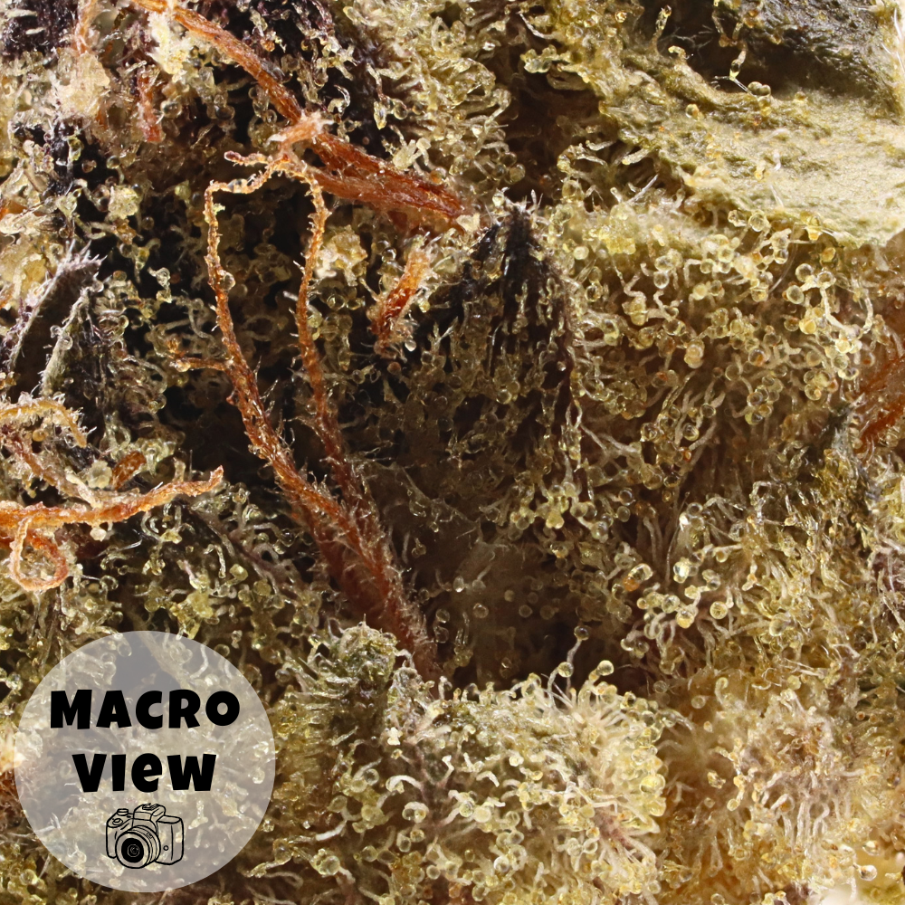 Captain Crunch • Hybrid • Greenhouse Smalls • 29.41% THCa - Image 3
