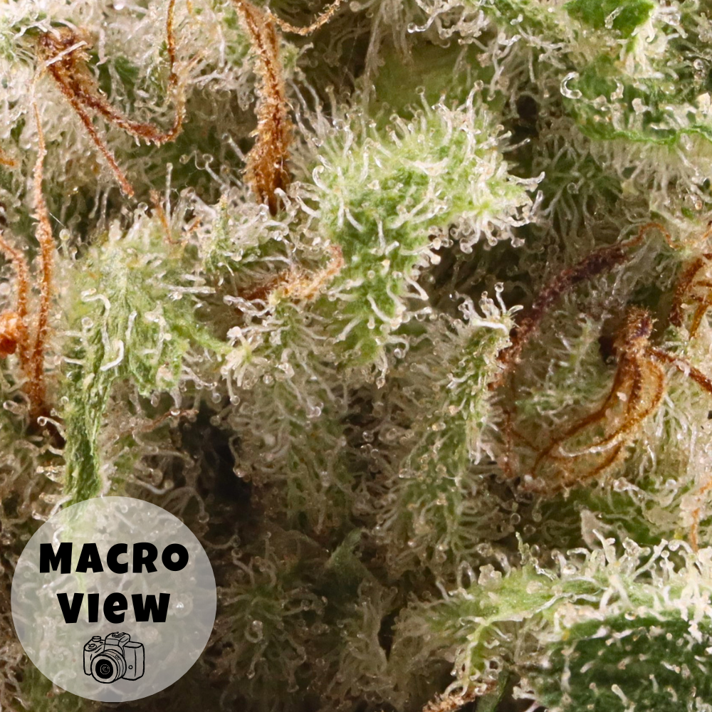 Silent Hit • Sativa • Top Shelf Indoor Flower • 30.43% THCa - Image 3