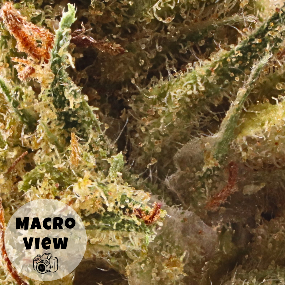 Durban Poison • Sativa • Greenhouse Flower • 29.71% THCa - Image 3